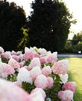 Гортензия Living Pink & Rose (Ливинг Пинк энд Роуз) горшок P9 1 год