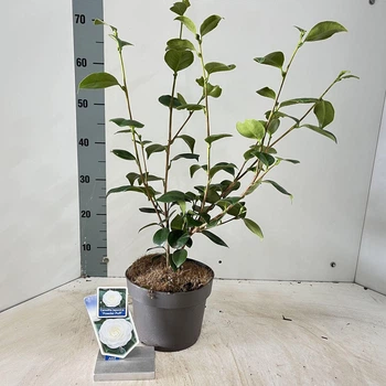 Камелія Camellia japonica Powder Puff, горщик ⌀23