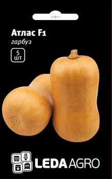 Атлас F1 насіння гарбуз Leda Agro 5 шт