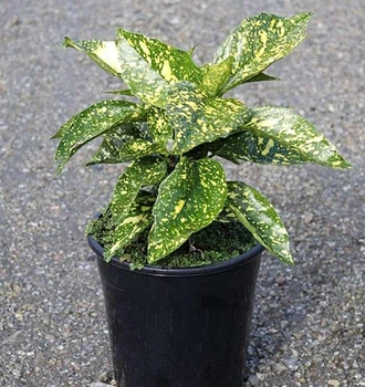 Аукуба японська 2 річна, (Aucuba japonica) горщік С1.5