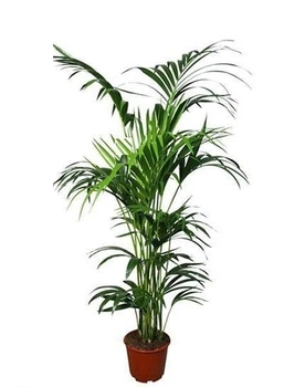 Ховея Howea -24190 - Supergreeny - арт. 00000012248