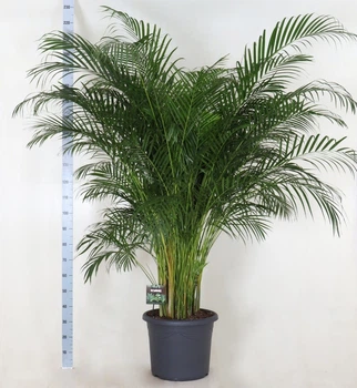 ДипсисDypsis lutescens (PDP0) 90 Dypsis lutescens - Supergreeny - арт. 00000008542