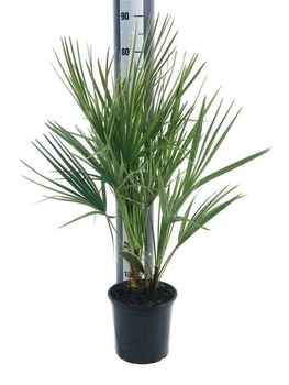 Хамеропс Chamaerops humilis (CHHU19/703) - Supergreeny - арт. 00000004186