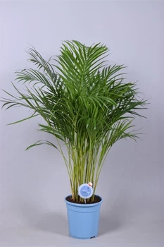 Дипсис MoreLIPS® Dypsis lutescens (Арека) *blauw* (ML00632437) - Supergreeny - арт. 00000009736