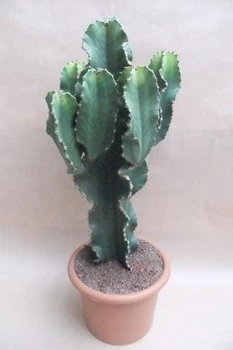 Эуфорбия Euphorbia eritrea (34157a) - Supergreeny - арт. 00000004496