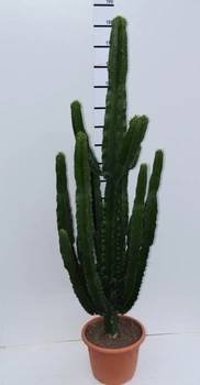 ЭуфорбияEuphorbia Erytrea Candelabrum Горщик 35 cm (eup35) - Supergreeny - арт. 00000007544
