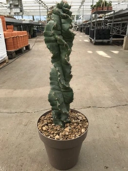 Це́реус Cereus Peruveanus Spiralis -576 - Supergreeny - арт. 00000005477