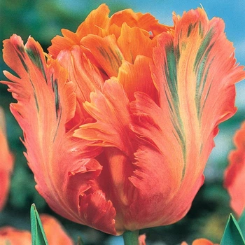 Луковицы Яскрава Тюльпан Попугайный Apricot Parrot (31004) (3шт)