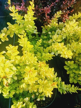 Барбарис Тунберг Марія. (Berberis thunbergii Maria) С3