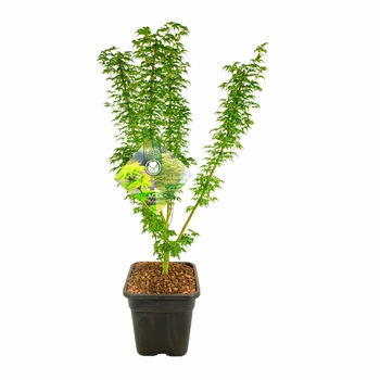 Японський клен (Japanese maple, acer palmatum) Shishigashira, висота 70-90 см, об`єм горщику 3,5л