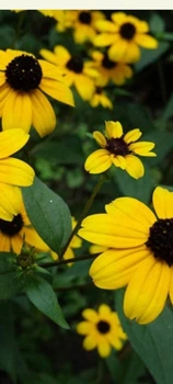 Рудбекия трехлопастная (Rudbeckia triloba).