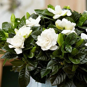 Семена Гардения жасминовидная (Gardenia jasminoides), 10 шт