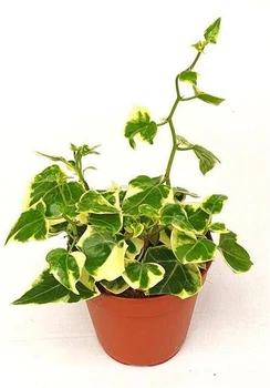 Сенеціо Macroglossus Variegatus (12 горщик)