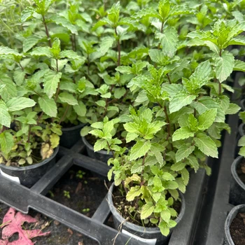 М'ята перцева Spearmint (Жуйка) в горщику 2 л