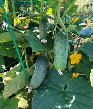 Огірок "Секрет фірми F1" ТМ "GL Seeds" 10 шт.