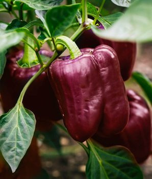 Перець солодкий "Лайлак белл" ТМ "GL Seeds" 0,25 г.