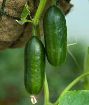 Огірок "Малюк" ТМ "GL Seeds" 5 г.