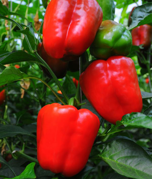 Перець солодкий "Фаршировочний" ТМ "GL Seeds" 0,25 г.