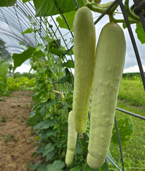 Огірок "Білий делікатес" ТМ "GL Seeds" 0,5 г