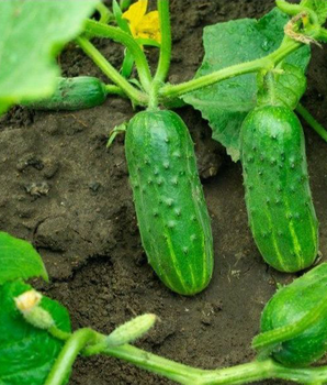 Огірок "Бебі міні F1" ТМ "GL Seeds" 10 шт.