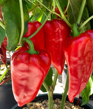 Перець солодкий "Букет Сходу" ТМ "GL Seeds" 0,25 г.