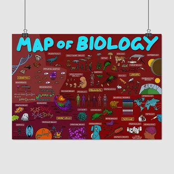 Постер Біологія, схема (англ.), Map of Biology, A3 30×42 см (id5976)