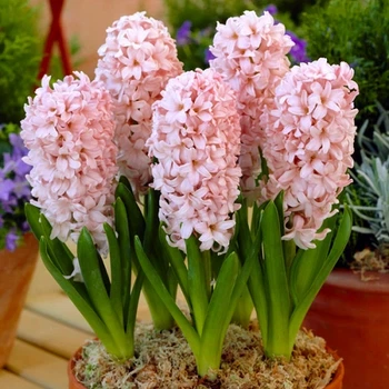 Гіацинт China Pink 50 шт Голландія