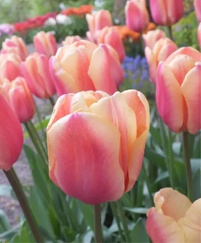 Тюльпан Apricot Foxx 15 шт Голландія