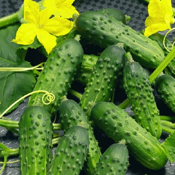Семена огурцов Альгамбра F1 Moravo Seeds Агропак 10 шт
