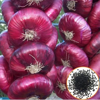 Семена лука Ялтинская Gl Seeds 1 г
