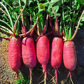 Семена дайкона Китайский розовый Gl Seeds 2 г