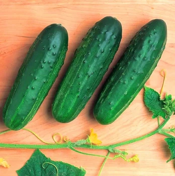 Семена огурца Феникс 640 Gl Seeds 5 г