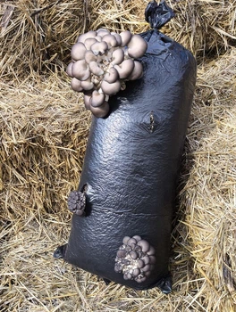 Грибний блок гливи, вешенки 8 кг