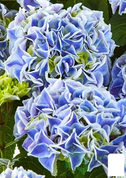 Гортензия крупнолистная "Saxon Candy Heart Blue" (183474)