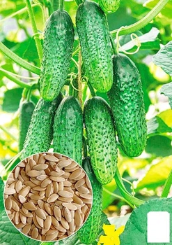 Огурец "Крак F1" Agro-Market 0.5г (10732)