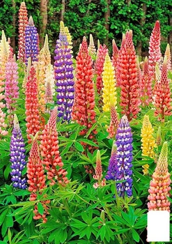 Люпин "Mixture of colors" (зипер) Agro-Market 1г (177301)