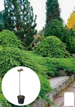 Ялівець стелиться на штамбі «Procumbens Nana» С10, висота 90-110см, діаметр крони 25-35см (182566)