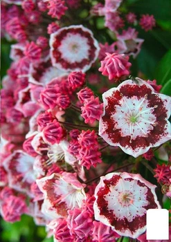 Кальмия latifolia "Bandeau" (49064)