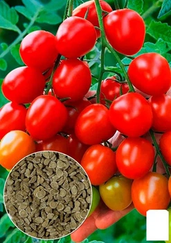 Томат "Новинка приднестровья" (Зипер) Agro-Market 0,5г (18335)