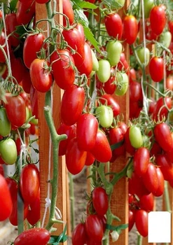 Томат "Джек пот" (Зипер) Agro-Market 0.5г (183317)