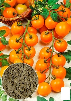 На развес Томат "Оранжевый коктейль" Agro-Market цена за 1г (178489)