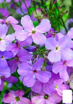 Матиола (в банке) Agro-Market 15г (46708)