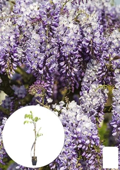 Глициния 3-х летняя китайская "Пролифик" (Wisteria chinensis Prolific) С10, высота саженца 120-180см (185271)