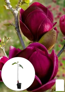 Магнолия привитая 4-х летняя гибридная "Black Tulip" (высота 60-80см) (178988)