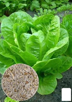 На вагу Салат "Качаний" Agro-Market ціна за 5г (13383)