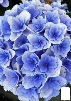 Гортензия крупнолистная "Florentina Blue" (183476)