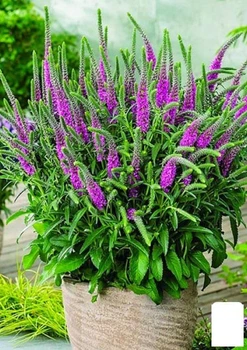 Вероніка "Amethyst Plume" вазон С2 (183703)