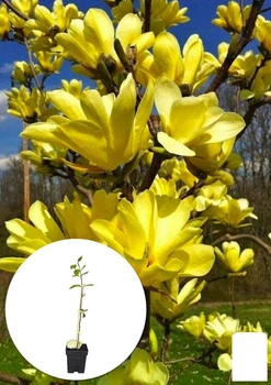 Магнолия привитая 4-х летняя бруклинская "Yellow Bird" (высота 40-50см) (146260)