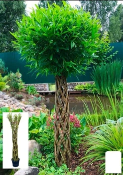 Ива плетеная "Американка гигантская" Salix americana (высота 1,1-1,5м) (120502)