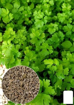 На вагу Петрушка "Гігантелла" Agro-Market ціна за 10г (22061)